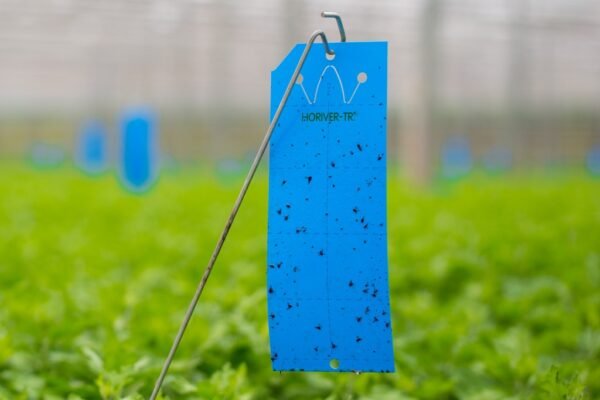 Trampas Azules Horiver 10 x 25 cm - 10 Uds. - Image 2